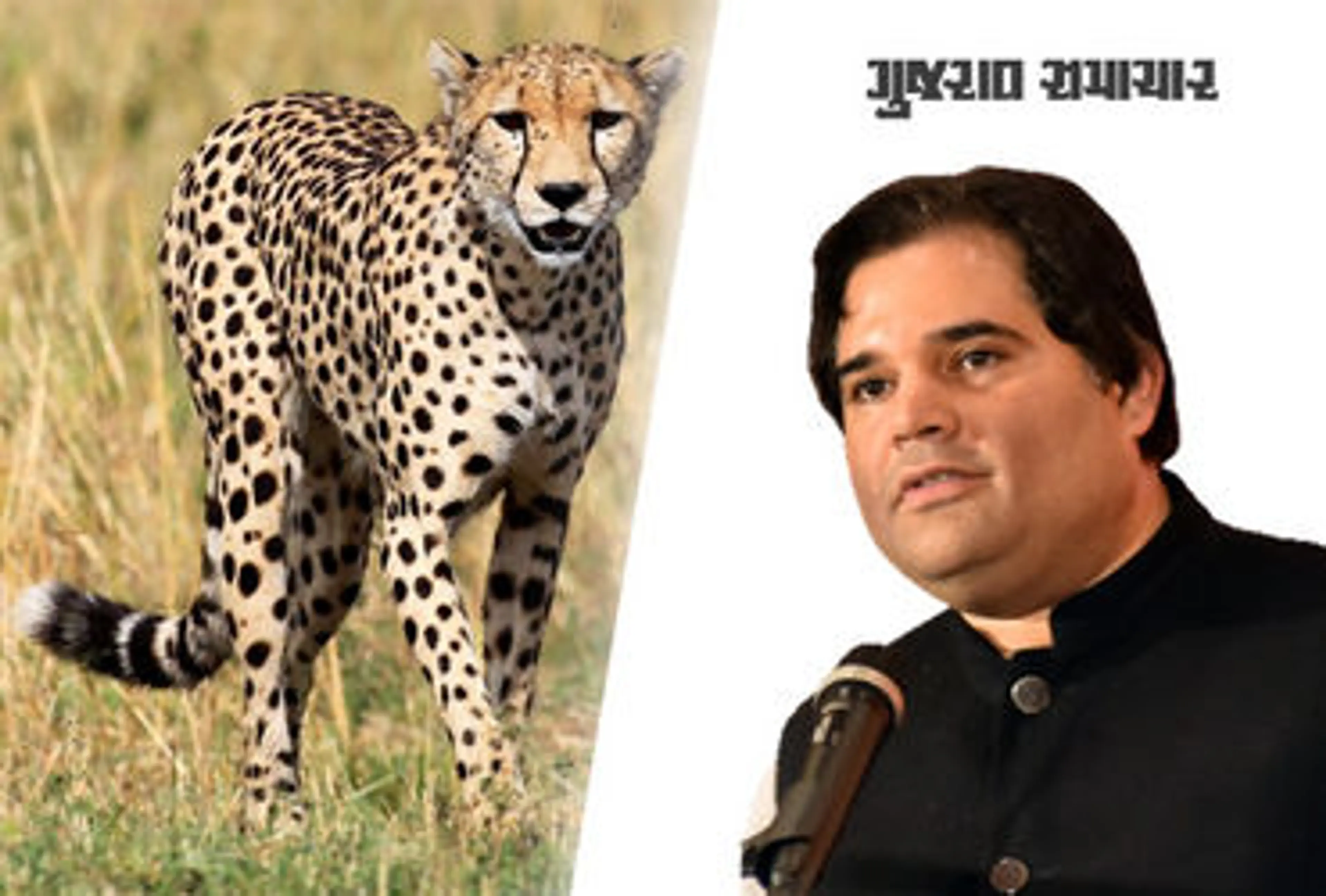 'વિદેશથી ચિત્તા લાવવા કરતાં આપણા ત્યાંની પ્રજાતિઓનું સંરક્ષણ કરો' વરુણ ગાંધી સરકાર પર વરસ્યાં