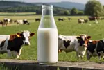 યુએસમાં બર્ડ ફલૂ સંક્રમણથી બચવા ગાયના કાચા  દૂધની માંગ, સીડીસીએ આપી ચેતવણી