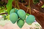 Kesar Mango Farmers Uproot Trees