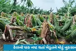 આણંદ જિલ્લામાં સવા 4 ઇંચ સુધી કમોસમી વરસાદ :કેળના પાકને નુકસાન, 11મી સુધી ભારે વરસાદની આગાહી