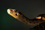 Snake Venom Medicine