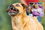 Porbandar Dog Attack