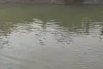 Surendranagar