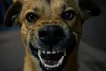 Dog Bite