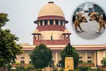 Supreme Court Circular