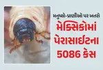 America Pandemic, Mexico, Parasite Case,  Flesh Eating Screwworm, Texas