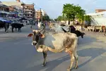 Cow