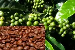 કોફી ઉત્પાદન કરતા ૨૫ દેશોને કલાયમેટ ચેંજનું  જોખમ, વધુ ૪૭ દિવસ સુધી તાપમાન ઉંચું રહયું