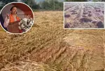 Gujarat crop loss