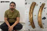Elephant Tusks