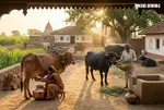 India milk production