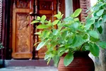 Importance of Tulsi in Garud Puran
