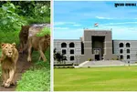 Gujarat High Court on Gir illegal resorts-hotels
