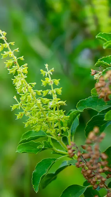 ખાલી પેટે તુલસીના પાન ખાવાના 7 ફાયદા