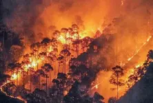 સોશિયલ મીડિયા પર વધુ લાઈક અને વ્યૂઝની લાલચમાં જંગલમાં ચાંપી આગ, બિહારના ત્રણ યુવકોની ધરપકડ
